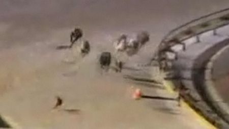 VIDEO AMUZANT **Vezi ce se întâmplă când un iepure își face apariția în mijlocul unei curse de câini! :)