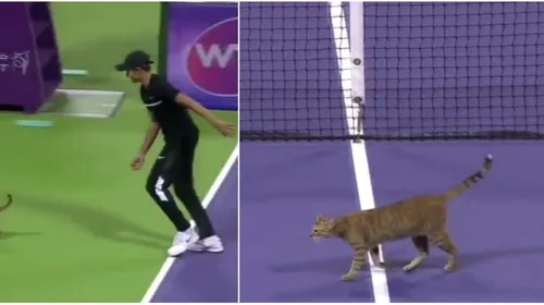 VIDEO INEDIT | Mișcări de felină la fileu. O pisică pasionată de tenis a întrerupt un meci în turneul de la Doha