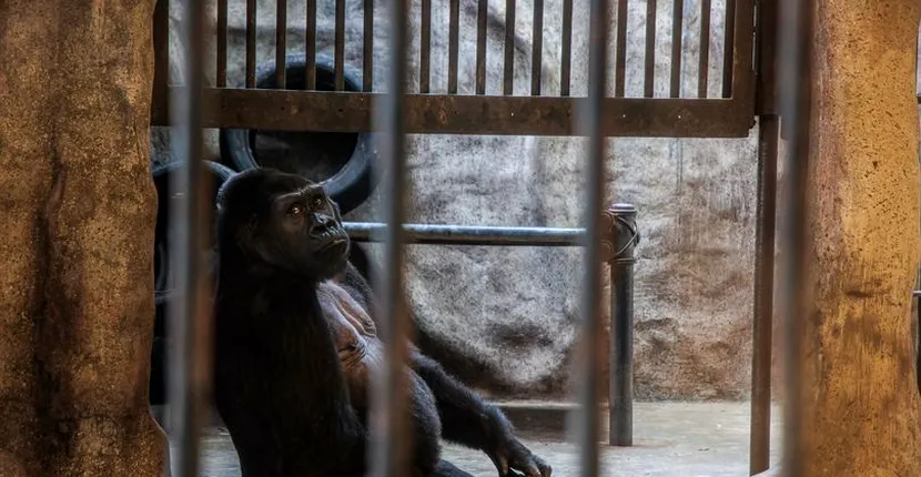 Cea mai singuratică gorilă din lume va petrece încă un Crăciun închisă într-o cușcă tristă
