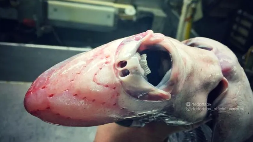 FOTO | Un pescar rus a fotografiat cele mai ciudate creaturi marine