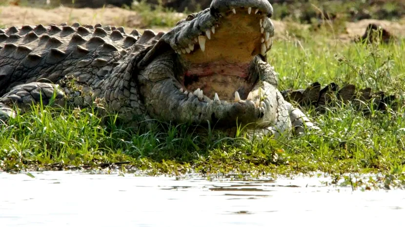 Un primar s-a căsătorit cu un aligator. Reptila a fost îmbrăcată în mireasă