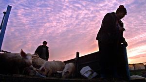 „Merităm noi asta? Uite-l pe ăla, vinde porci”. Dialogul fabulos pe drumul București – Giurgiu între două nume importante din fotbalul românesc