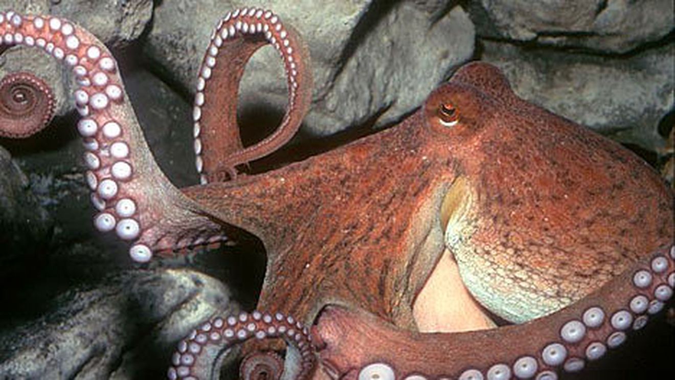 Mania caracatițelor! Mark prezice victoria Africii de Sud în primul meci din Tri Nations