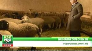 VIDEO** Gigi Becali a pus termopane la grajdul oilor!