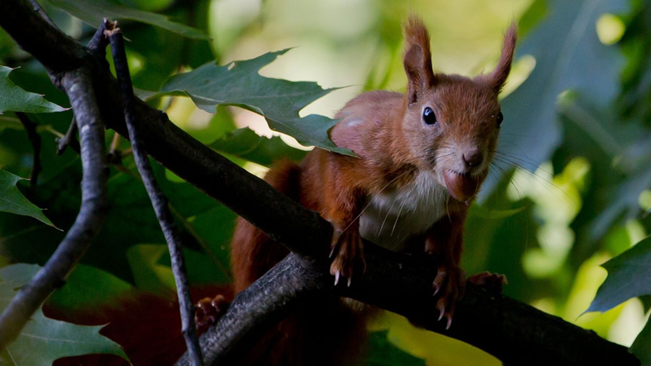 Oficialii unui club din Anglia și-au îndemnat fanii să nu se îmbrace în veverițe! Povestea inedită din spatele apelului