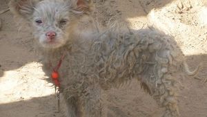 FOTO Steaua și Dinamo pot fuziona!** S-a născut mascota "Clasicului" Steaua-Dinamo :)