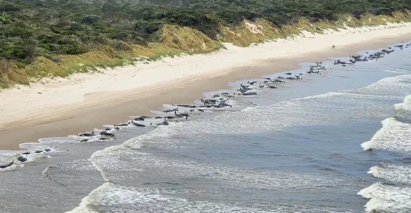 Peste 200 de balene au eșuat de-a lungul coastei de vest a Tasmaniei. Doar jumătate dintre ele par să fie încă în viaţă