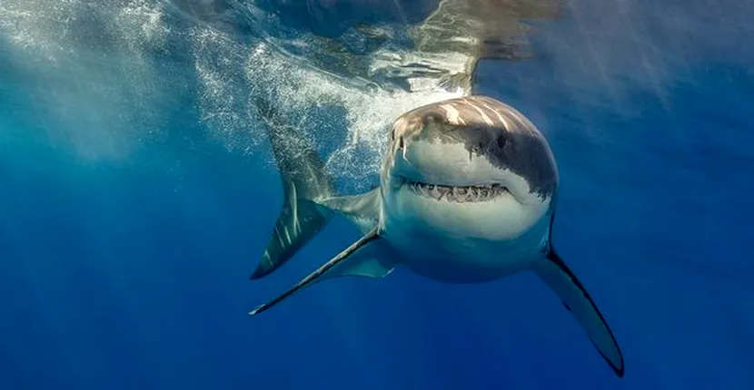 Adolescenta care a supraviețuit în mod miraculos atacului brutal al unui rechin ajunge să devină campion la înot