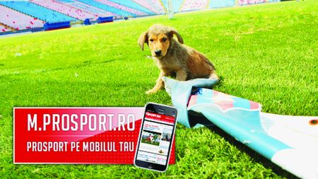 FOTO Așa MOARE stadionul Steaua!** Câinii au pus stăpânire pe "Templu"