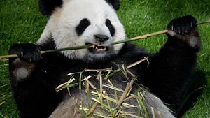 CM 2014. Autoritățile chineze au interzis ca mai mulți ursuleți panda să prezică rezultatele de la turneul final 