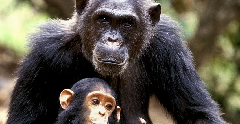O maimuță a furat un bebeluș de numai o lună după ce a pătruns în casa unei familii din Tanzania
