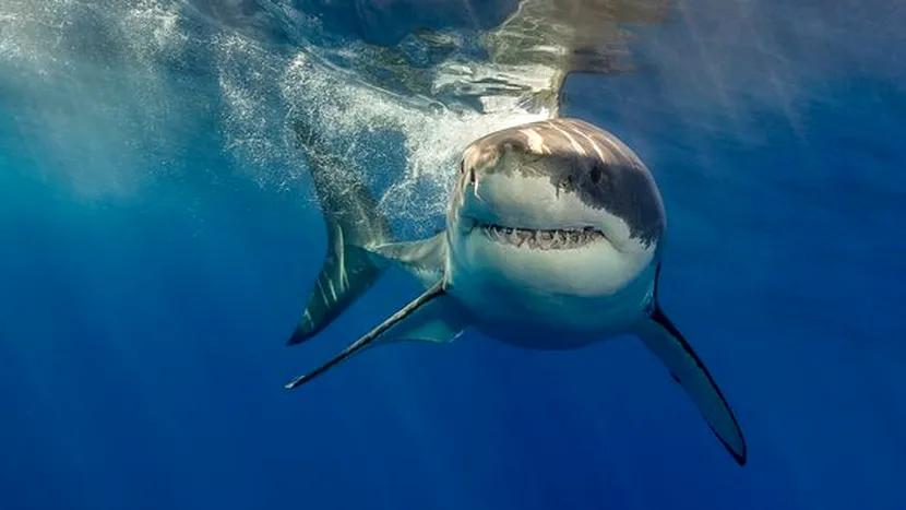 Adolescenta care a supraviețuit în mod miraculos atacului brutal al unui rechin ajunge să devină campion la înot