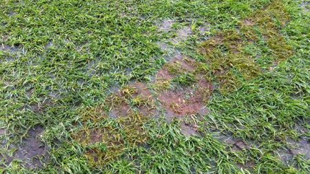 Miercuri, primul test pentru gazon! Twente va susține antrenamentul oficial pe National Arena! FOTO** AȘA se prezintă acum iarba