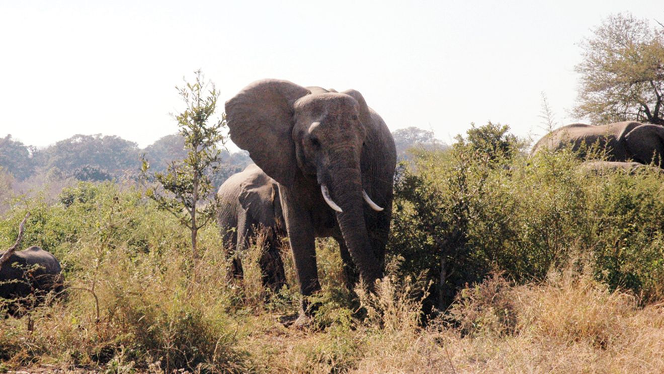 REPORTAJ** "This is Africa!"