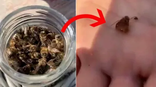 Momentul șocant în care Conor McGregor mănâncă mai multe albine moarte dintr-un borcan: „Sigur nu sunt viespi?” | VIDEO