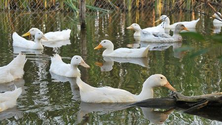 Dezvăluire senzațională în fotbalul francez: "La o cină am mâncat PATRU rațe". FOTO | Cum arată acum gurmandul :)