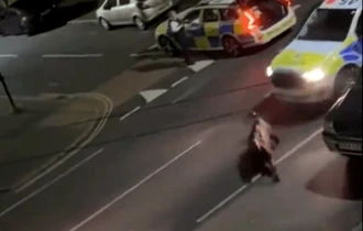Imagini greu de privit filmate pe o șosea din Marea Britanie. Un polițist lovește intenționat cu mașina un vițel scăpat pe străzi: „Ce fel de monstru...?” VIDEO