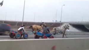 VIDEO Liniuță între căruțe! Autostrada Soarelui a fost transformată în hipodrom. Imagini uluitoare