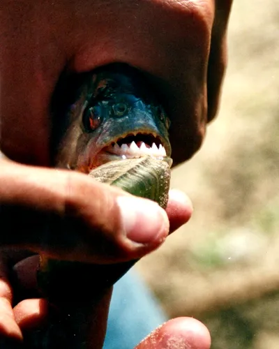 Un bărbat a fost devorat de pești piranha după ce a sărit într-un lac. Tânărul încerca să scape de atacul unui roi de albine