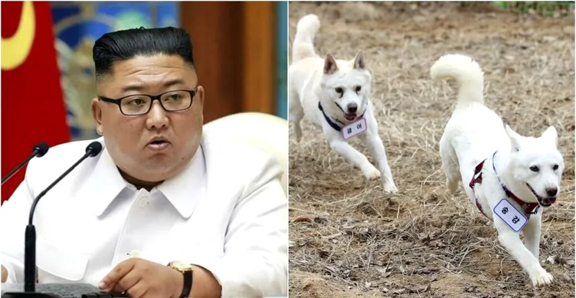 Câinii dăruiți de liderul nord-coreean Kim Jong Un au ajuns la o grădină zoologică din Coreea de Sud