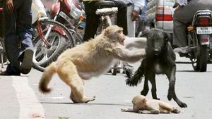 Planeta Maimuțelor există în India! Vezi ce se întâmplă la Jocurile Commonwealth-ului