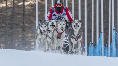 Bogdan Berende, de patru ori campion european la atelaj canin! Totul despre acest sport și viața cu 23 de câini: „Unii fără alții nu am fi fost campioni!” | INTERVIU VIDEO EXCLUSIV