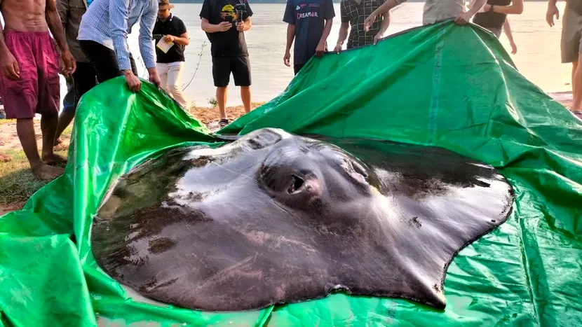 Cea mai mare pisică de mare de apă dulce din lume a fost prinsă în Cambodgia. Captura stabilește recordul mondial