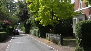 Milionarul de 74 de ani a câştigat războiul cu vecinii săi de peste drum şi 7 smochini de peste jumătate de veac pot fi tăiați acum