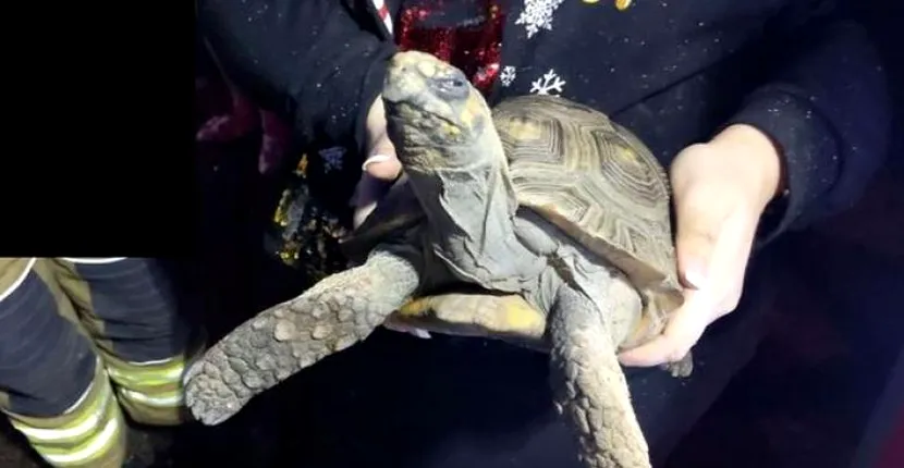 O broască țestoasă a provocat un incendiu de Crăciun! Cum s-a întâmplat