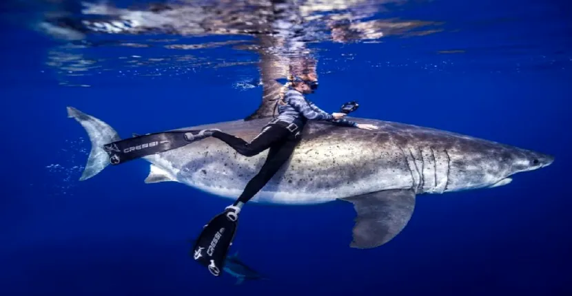 Povestea tinerei care înoată printre rechinii albi de 6 metri lungime. „Este mai probabil să fii lovit de fulger decât mușcat de un rechin”. Care este secretul femeii