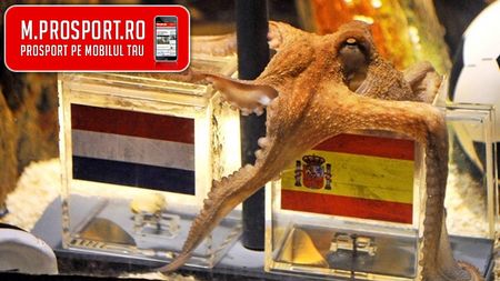 Caracatița Paul are origini italiene!** Primul cefalopod ce va avea certificat de naștere