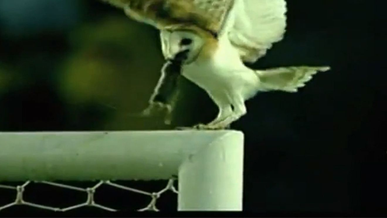 VIDEO INCREDIBIL!** O bufniță a vrut să mănânce cina pe bara porții la Uruguay - Chile! "DRAMA" care a urmat: