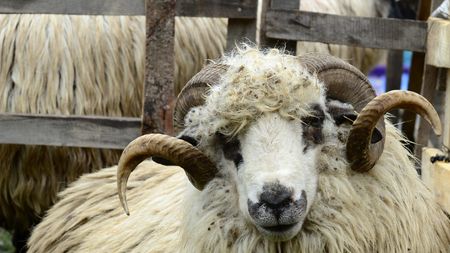 Idee pentru Gigi Becali! Oficialii unui club din Maroc au sacrificat un berbec pentru a scăpa de accidentări