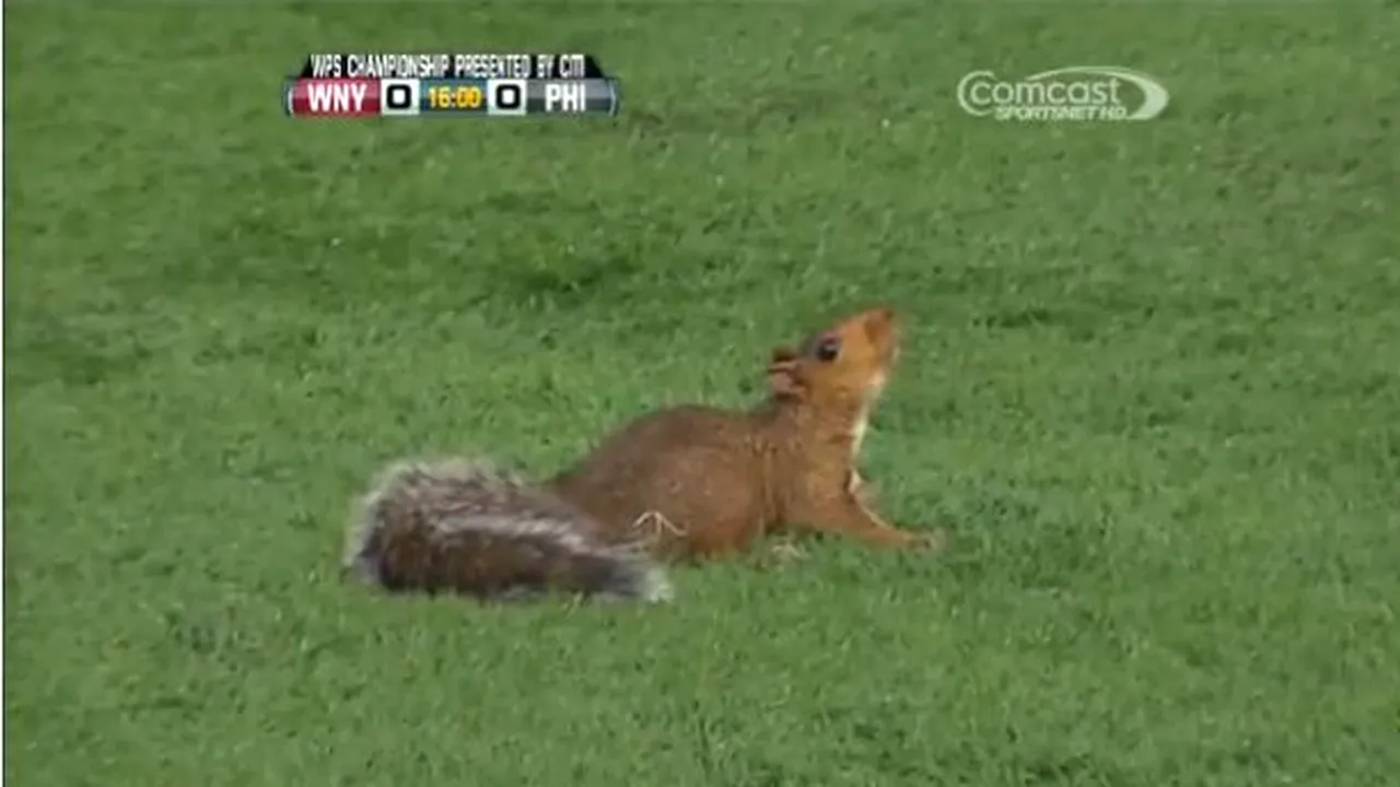 VIDEO FAZA ZILEI! Cu veverița nebună la meci!** O partidă de fotbal feminin a fost întreruptă de un oaspete ciudat