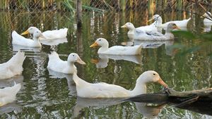 Dezvăluire senzațională în fotbalul francez: "La o cină am mâncat PATRU rațe". FOTO | Cum arată acum gurmandul :)
