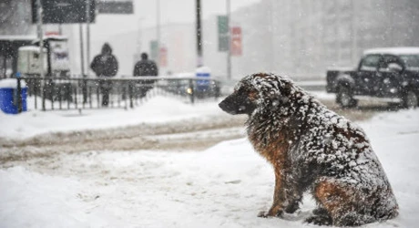 Zăpadă de Crăciun. Meteorologii au anunțat ce șanse sunt să ningă de Sărbători