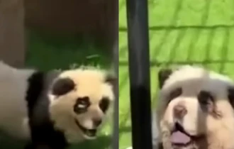 Scandal în China. Urşii panda au început să latre. Grădina Zoo a recuscut că urşii panda erau defapt câini vopsiţi