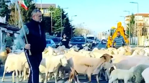 Hoții i-au furat oile lui Gigi Becali: au folosit „metoda portbagajul”! Câte animale au „prădat” infractorii și la cât se ridică prejudiciul finanțatorului FCSB