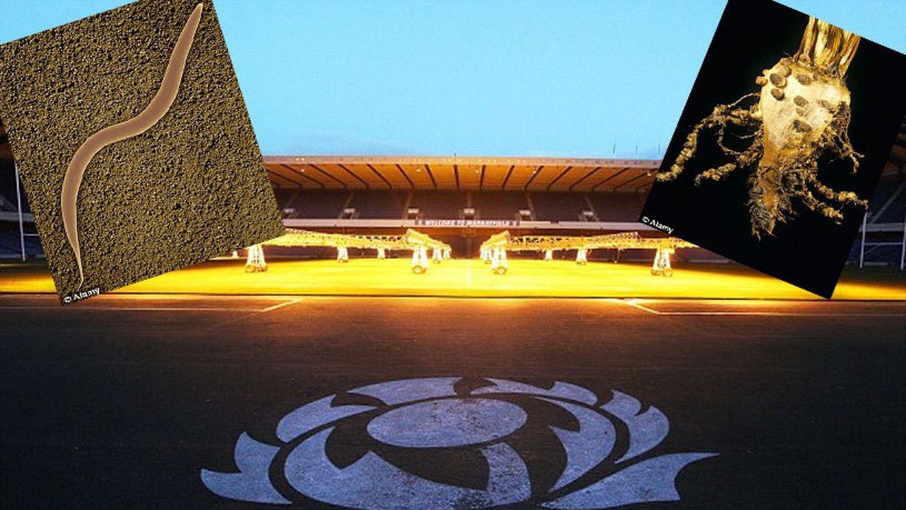 Sportul din Marea Britanie, sabotat de un parazit. Singura rezolvare este usturoiul. Stadioane importante, afectate: "O rușine națională"