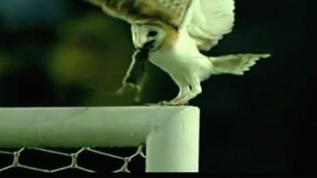 VIDEO INCREDIBIL!** O bufniță a vrut să mănânce cina pe bara porții la Uruguay - Chile! "DRAMA" care a urmat: