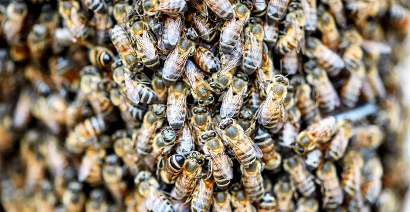 Un bărbat de 20 de ani a fost înțepat de albine de peste 20.000 de ori. Tânărul a înghițit 30 de albine