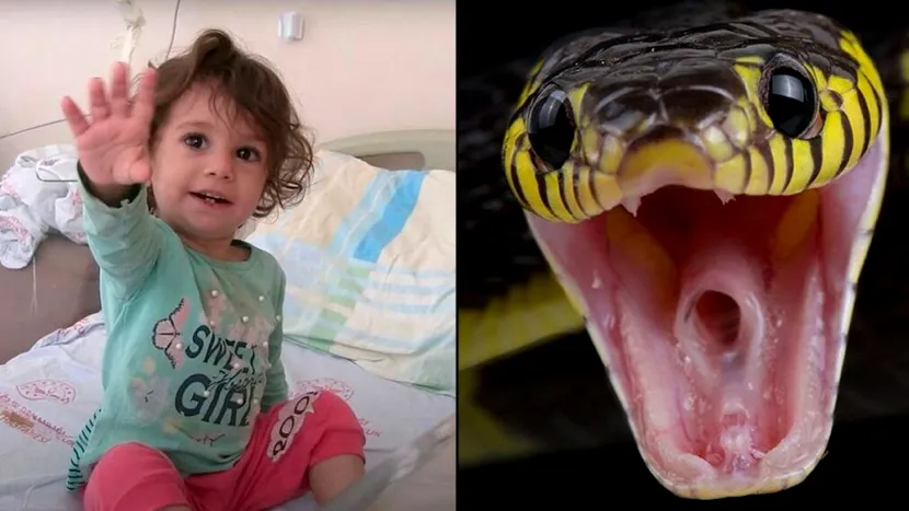 O fetiță de doi ani s-a răzbunat pe șarpele care a mușcat-o de buze. Micuța și-a înfipt dinții în reptilă și a ucis-o