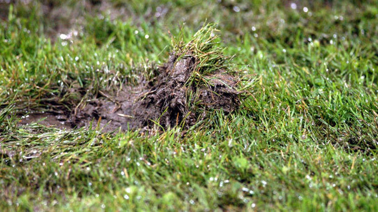 Amicalul de pe orezăria de la Constanța, perfect înainte de Mioveni!** Steaua a evitat șobolanii, dar nu și terenul prost: "Va fi meci de luptă"