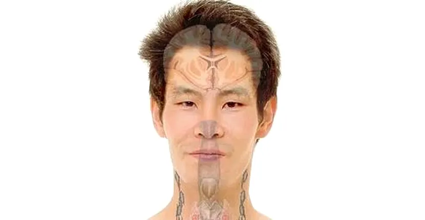 Un nou organ din corpul uman a fost descoperit din greșeală. Nici cercetătorii nu știau de el! Unde este situat