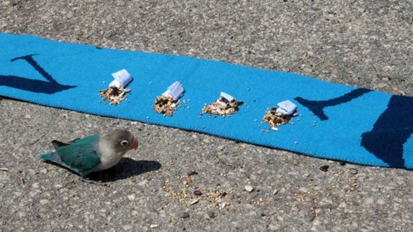 FOTO **"Profetul" Paul, varianta cu pene! Vezi ce a prezis papagalul Paoluccio :)!