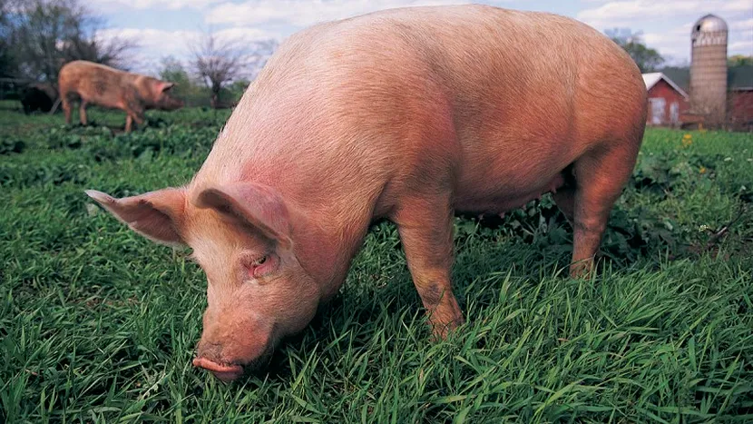 Pesta porcină africană, confirmată din nou în România. Județul Argeș este cel mai afectat! Au fost uciși peste 4000 de porci