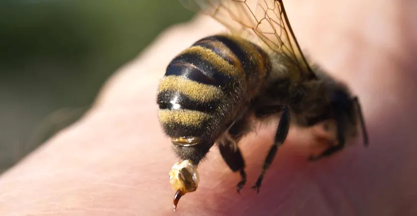 VIDEO | Un bărbat care avea dureri insuportabile a aflat de la medic că avea o albină în ureche