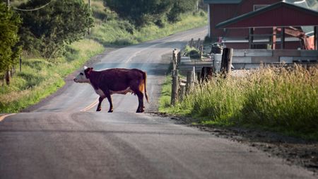 Cum arată acum „fița milionarilor”, mașina sport care a fost daună totală, după ce a lovit frontal o vacă. A fost scoasă la vânzare de celebrul ei proprietar