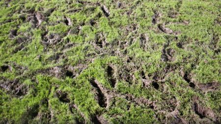 Gazde "bune". România U21 s-a antrenat pe un gazon de județ înainte de partida cu Țara Galilor | FOTO