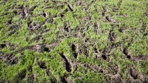 Gazde "bune". România U21 s-a antrenat pe un gazon de județ înainte de partida cu Țara Galilor | FOTO